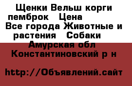 Щенки Вельш корги пемброк › Цена ­ 35 000 - Все города Животные и растения » Собаки   . Амурская обл.,Константиновский р-н